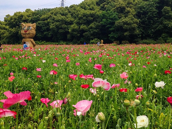 冰島虞美人花海